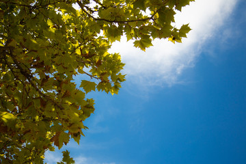 autumn leaves against blue sky