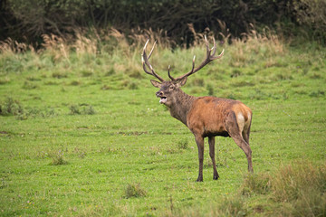Majestic red deer, cervus elaphus, stag in rut