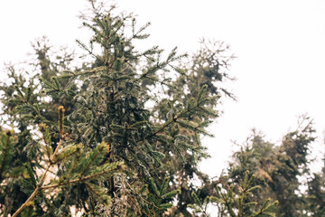 spruce in the city. Close view of Christmas tree needles.