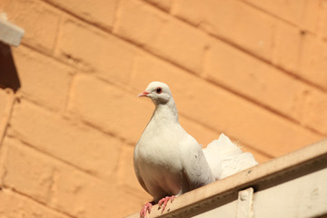 White Fantail pigeon sitting on a roof