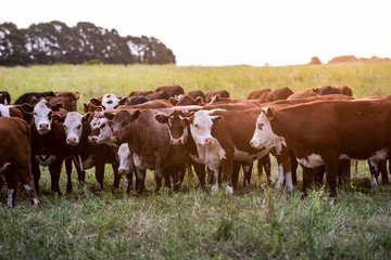 Group of steers looking at the camera, Pampas, Argentina