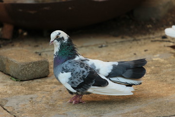 Black and white pigeon sitting on the ground