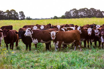 Obraz premium Group of steers looking at the camera, Pampas, Argentina