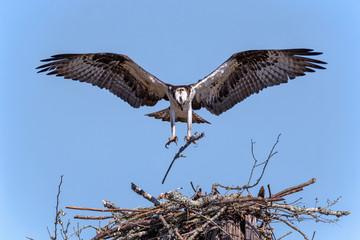 Osprey returning with material for the nest