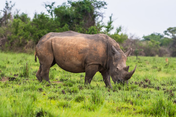 Fototapeta premium White rhinoceros (Ceratotherium simum) with calf in natural habitat, South Africa