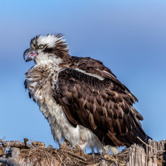 Osprey