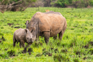 Fototapeta premium White rhinoceros (Ceratotherium simum) with calf in natural habitat, South Africa