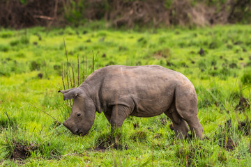 White rhinoceros (Ceratotherium simum) with calf in natural habitat, South Africa