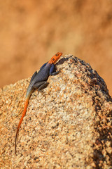 Namib Rock Agama - Agama planiceps, beautiful orange headed lizard from southern Africa rocks and mountains, Namibia.