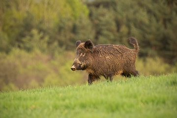 Wild boar, sus scrofa, walking trough a spring meadow. Wildlife scenery with fresh green colors. Wild animal in natural environment.