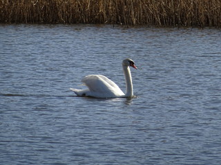 Schwan im See