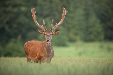 Obraz premium Red deer, cervus elaphus, with antlers growing in velvet. Wildlife in summer.