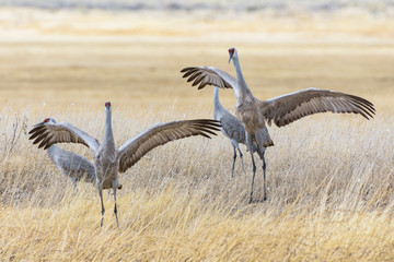 Migrating Greater Sandhill Cranes in Monte Vista, Colorado