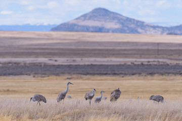 Migrating Greater Sandhill Cranes in Monte Vista, Colorado