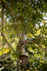 The monkey lives on the tree.