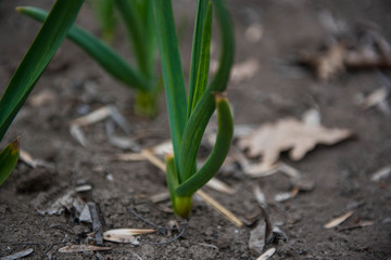 Young green shoots of garlic. Green feathers of garlic in the garden