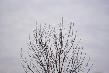 Birds are sitting on the branches of a tree