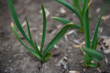 Young green shoots of garlic. Green feathers of garlic in the garden