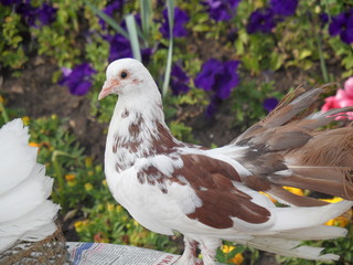 pigeon in the park