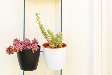 Sedum and Crassula perfolata succulent plant in flower pot on whte background.