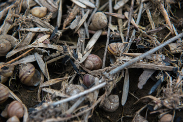 River shells on the river bank