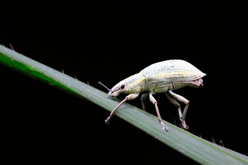 weevil on plant