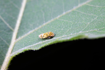 leafhopper on plant