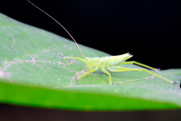longhorned grasshoppers nymphs