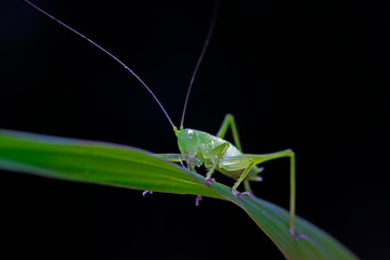 longhorned grasshoppers nymphs