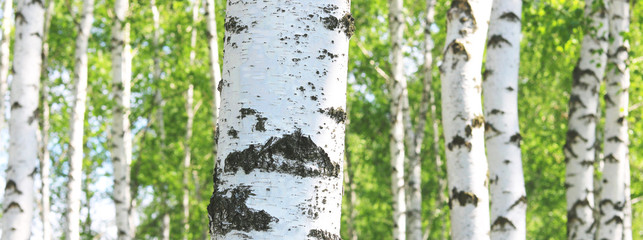 Young birch with black and white birch bark in spring in birch grove against the background of...