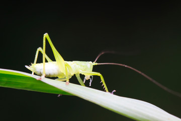 longhorned grasshoppers nymphs