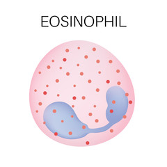 Type of white blood cell - Eosinophil