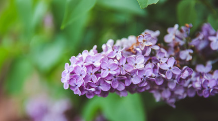 Sweet Lilac on the green background. Sweet Lilac. Lilac flowers