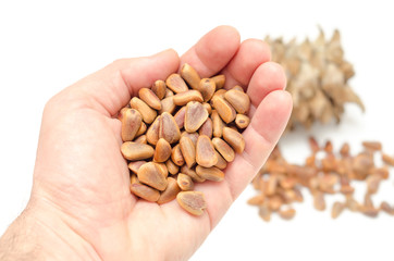 Nuts of Siberian Cedar Pine in hand. (Pinus sibirica)