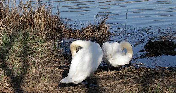Cigni in riva al lago