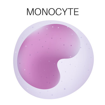 Type of white blood cell - Monocyte