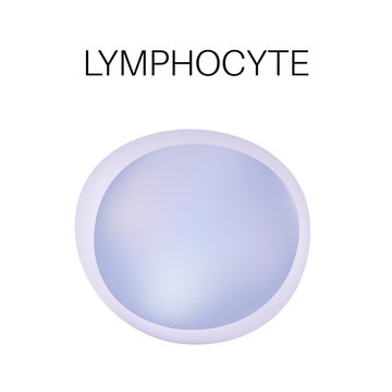 Type of white blood cell - Lymphocyte