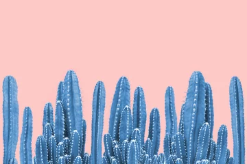 Fotobehang Blauwe cactus op roze achtergrond © giftography