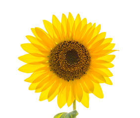 Fototapeta premium single sunflower closeup. isolated on white background.