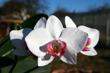 Orchid, phalaenopsis, very beautiful, fascinating flower.