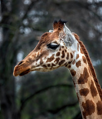 Giraffe`s head. The tallest living terrestrial animal and the largest ruminant. Latin name - Giraffa camelopardalis