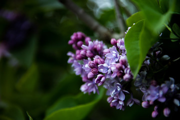 Sweet Lilac on the green background. Sweet Lilac. Lilac flowers