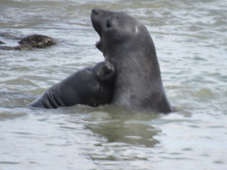 Fototapeta premium peleando