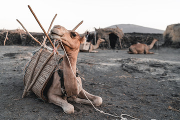 Lying camel in front of isolated village at  the erta ale volcano in ethiopia