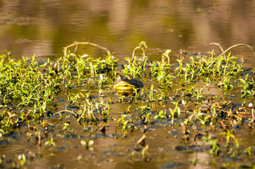 Bullfrog on Pond