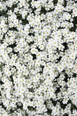 Background made with many white and yellow flowers