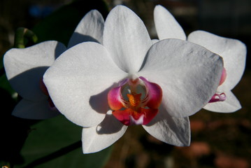 Orchid, phalaenopsis. Close-up. Beautiful flower.