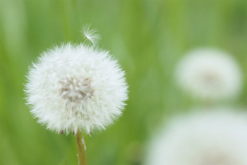 Dandelion Fluff - タンポポの綿毛