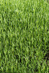 Background of freshly born lavender plants on a sunny spring day