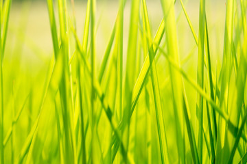 Green grass in eye level view for background or graphic design.